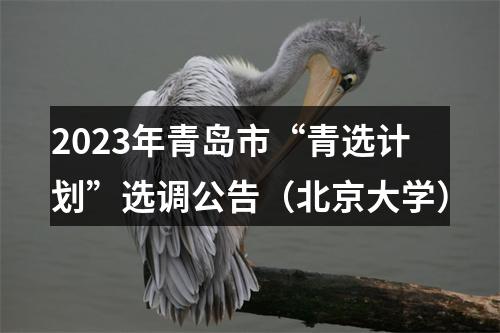 2023年青岛市“青选计划”选调公告（北京大学） 图片